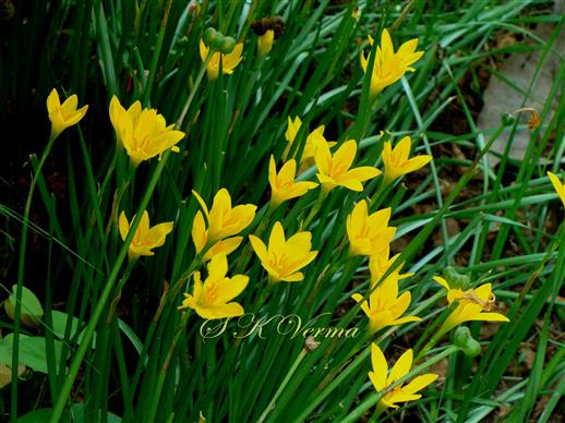  Plants with flowers